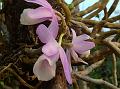 Leafless Dendrobium